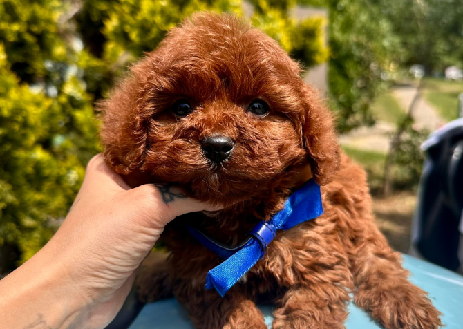 Red Brown poodle yavrular